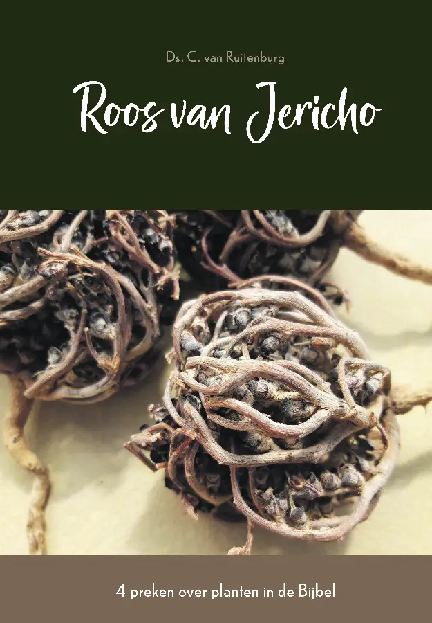 Roos van jericho