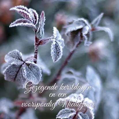 Kerstkaart fijne kerstdagen roodgroene