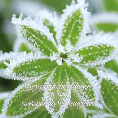 Kerstkaart fijne kerstdagen groen bevror