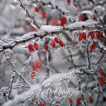 Kerstkaart fijne kerstdagen tak met rijp
