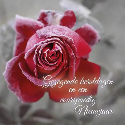 Kerstkaart gezegende kerstdagen roos