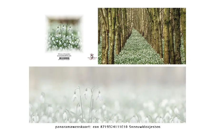 Panoramawenskaart zt sneeuwklokjesbos