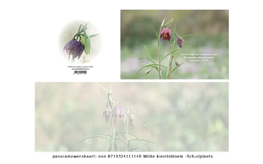 Panoramawenskaart rouw mt paddenstoeltje