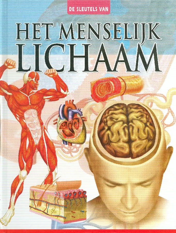 Menselijk lichaam